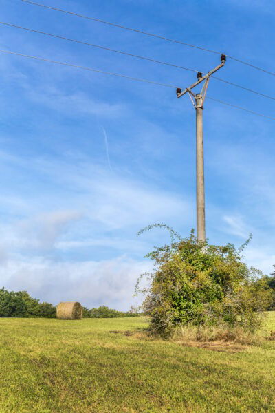 vegetation growing close to power pole