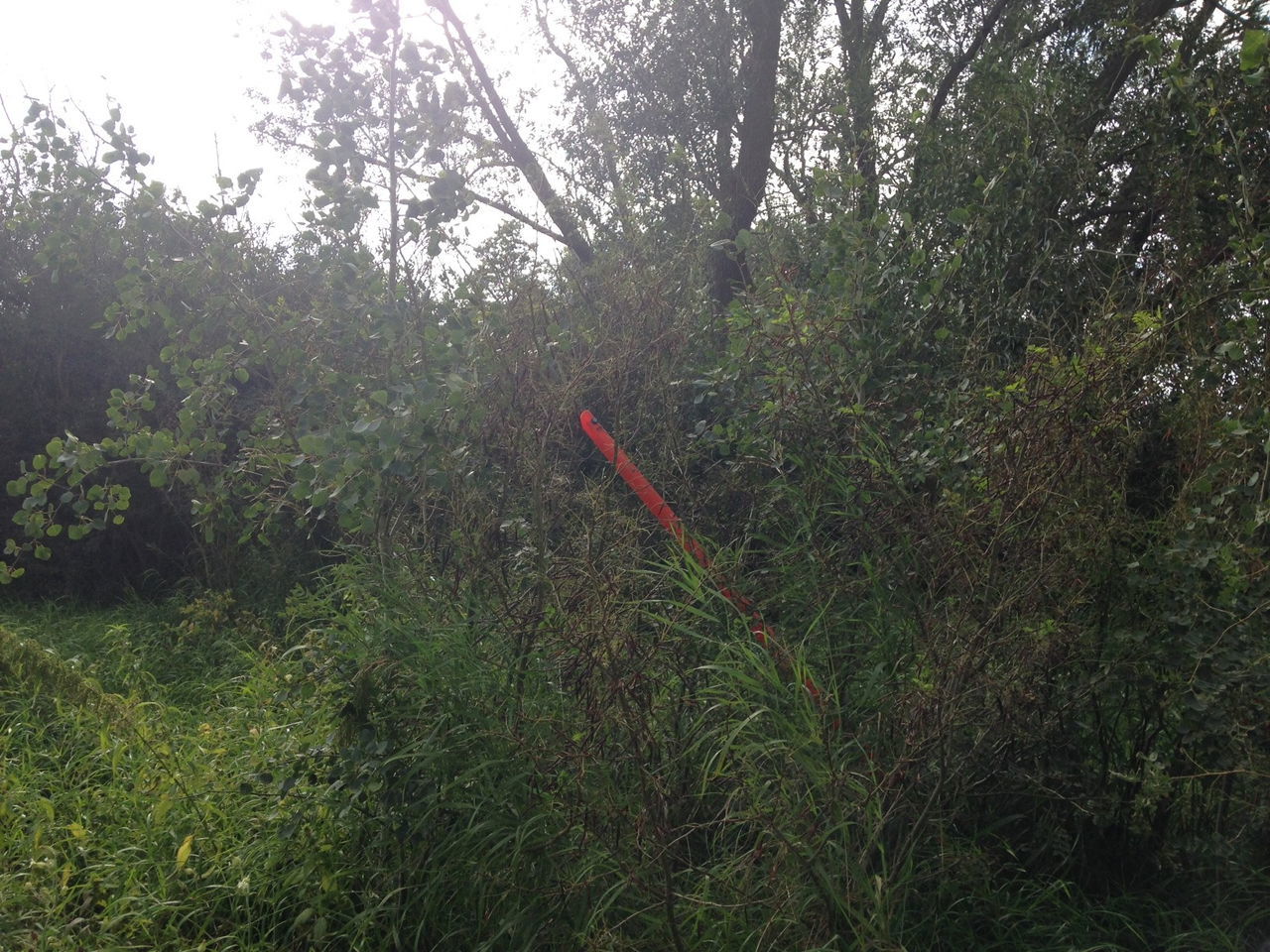 guy wire hidden in foliage