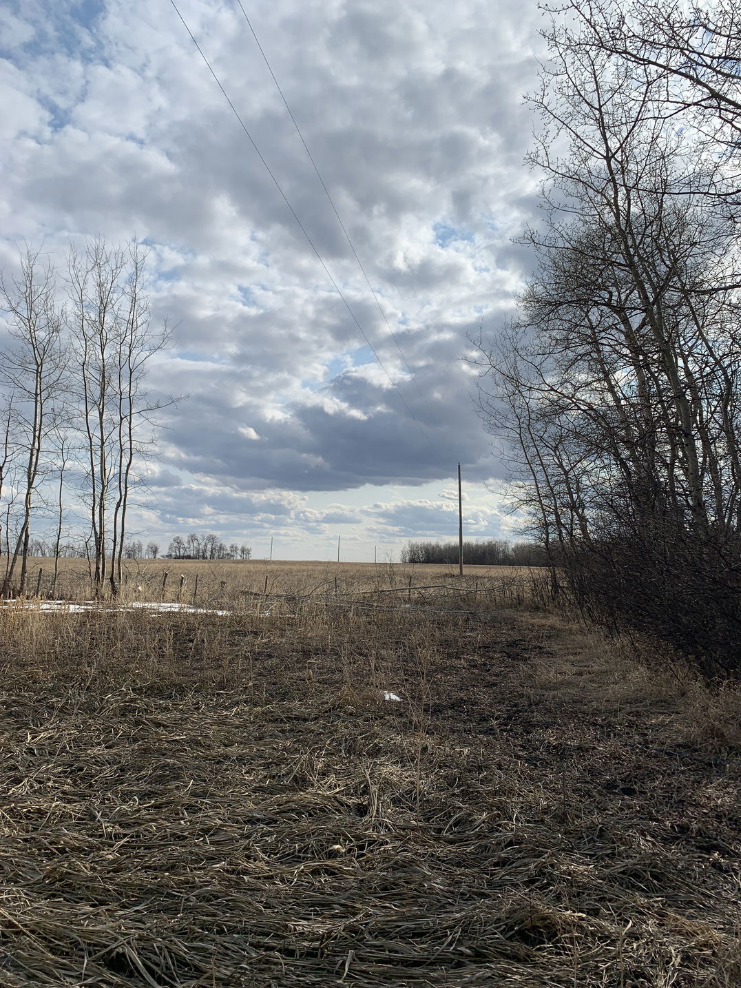 trees close to a power line