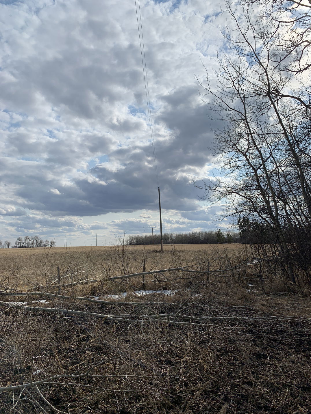 trees downed too close to a power line