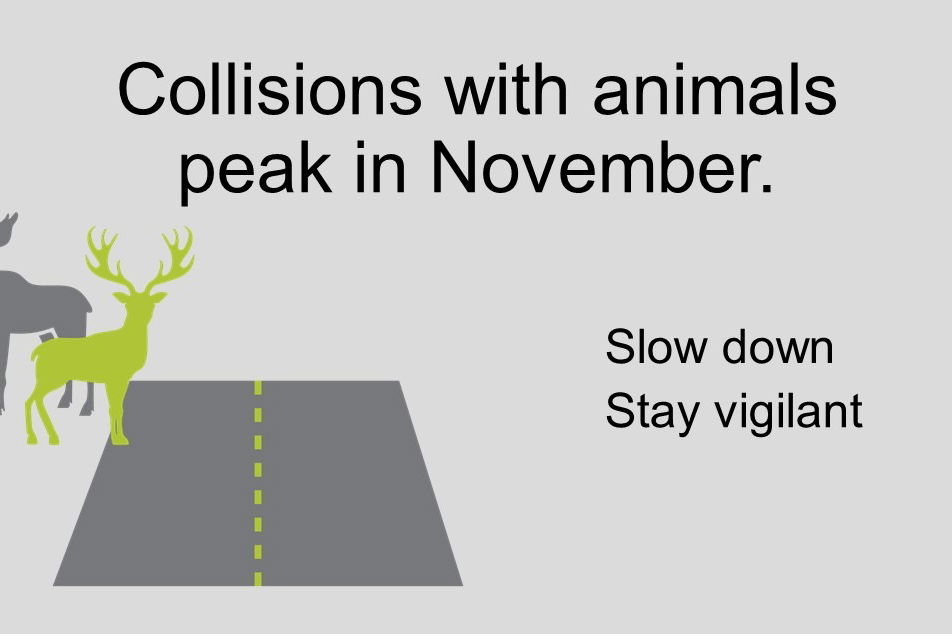 illustration: wildlife collisions peak in November